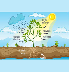 Photosynthesis As A Process Of Tree Produce Oxygen