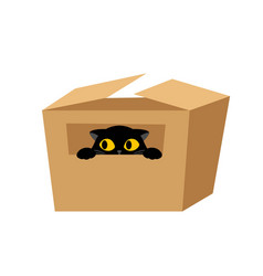 Black Cat With Box