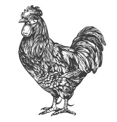 Rooster Chicken Hand Drawn