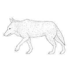 Wolf Walking Side View Sketch