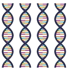 Genetic information dna with bases in color Vector Image