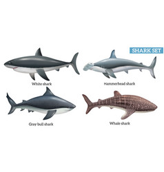 Realistic Shark Set