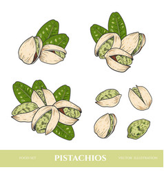 Pistachios Drawn Sketch