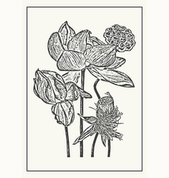 Monochrome Lotus Flowers Botanical Poster Sketch