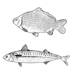 Carp Fish And Mackerel Fish In Line Style