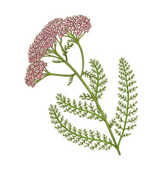 Milfoil Plant Colored Detailed