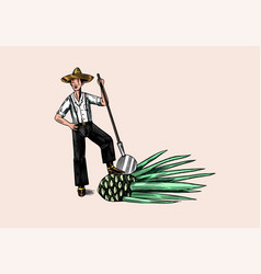 Farmer With Blue Agave Plant Mexican Man Tequila