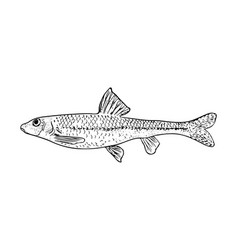 Oven Fish Sketch Style For Label