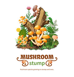 Wild Mushroom Species Growing On Stump