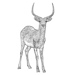 Lechwe Deer Engraved African Animal