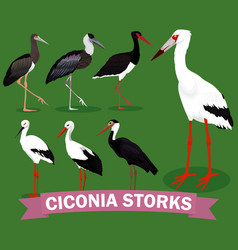 Ciconia Storks Set