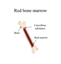 Structure Of The Bone Marrow Infographics