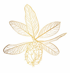 Golden Magnolia Branch With Seeds Line Drawing