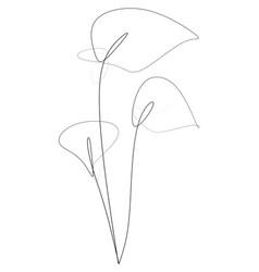 White Calla Lilies Flower Line Drawing