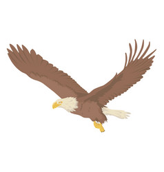 Bird Eagle Animal Flying High Quality