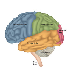 Brain anatomy showing basal ganglia and thalamic Vector Image