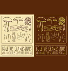 Drawing Boletus Cramesinus Hand Drawn