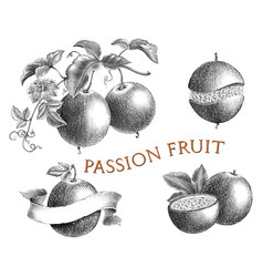 Passion Fruit Hand Draw Vintage Engraving Style