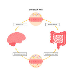 Gut Brain Connection