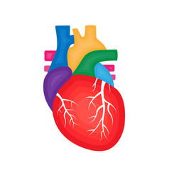 Human Heart Anatomy Cardiology Concept