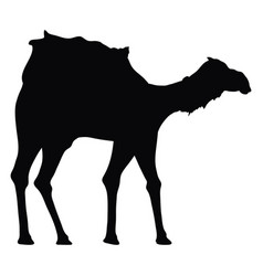 Camel Animal Black Silhouette