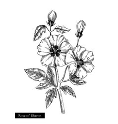 Rose Of Sharon Hand Drawn Summer Flower Sk