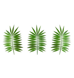 Green Palm Leafs Set As Exotic Beach Party