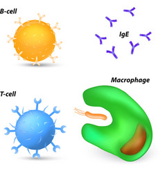 T Cell B Cell