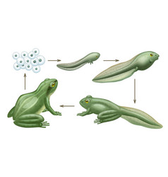 Frog Cycle Life Water Animals Growth Evolution