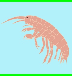 Amphipoda