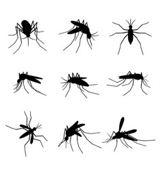 Mosquito Silhouettes Swarm Flying Insects