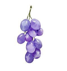 Watercolor Autumn Purple Bunch Of Grapes