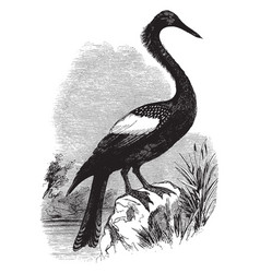 Anhinga The Snakebird American Darter Vintage