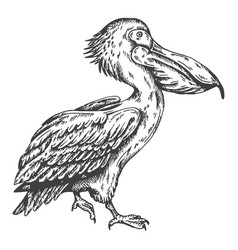 Pelican Bird Sketch