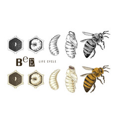 Hand Drawn Life Cycle A Bee