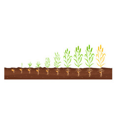 Growing Crop Proccess Farm Plant Growth Stages