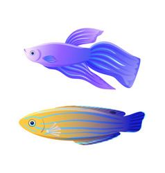 Betta Fish And Blue Striped Tamarin Wrasse Poster