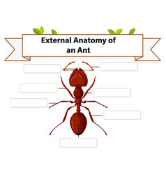 External Anatomy Of An Ant Worksheet