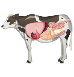 Internal Anatomy Of Cow With Organs