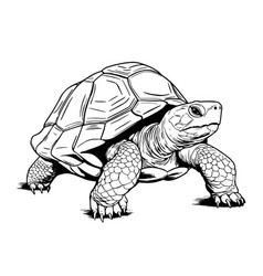 Desert Tortoise Hand Drawing