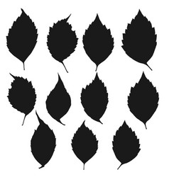 Group Of The Black Virginia Creeper Leaves