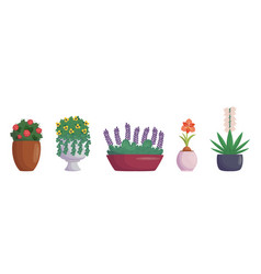 Set Of Garden And Street Plants In Vases And Pots