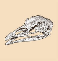 Turkey Skull Head