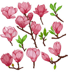 Magnolia Flowers And Buds Pink Flowers And Buds