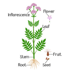 Parts Of Medical Valerian Plant