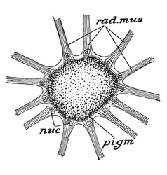 Sepia Chromatophore Vintage