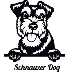 Schnauzer Dog - Color Peeking Dogs Breed Face