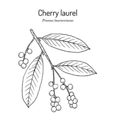 English Or Cherry Laurel Prunus Laurocerasus