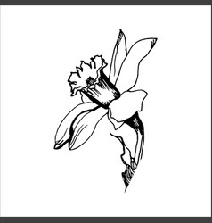 Hand Drawn Sketch Of Delicate Daffodil Flower