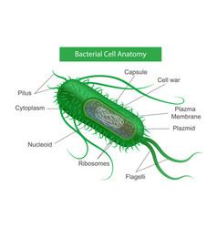 Bacterial Cell Anatomy Infographics